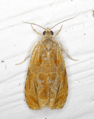 Olethreutes nitidana