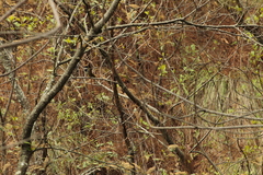 Pipilo maculatus × ocai