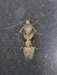 Coleotechnites atrupictella