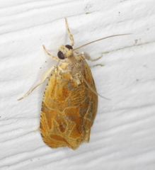 Olethreutes nitidana