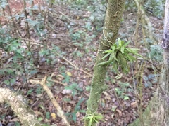 Zygostates alleniana