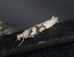 Coleotechnites atrupictella