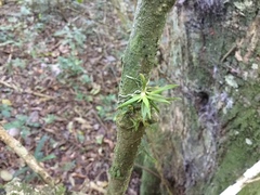 Zygostates alleniana