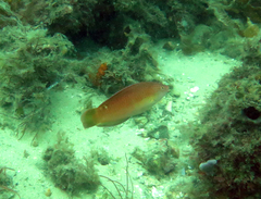 Austrolabrus maculatus