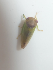Iassus lanio