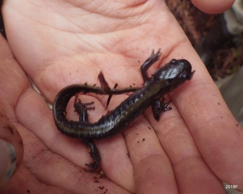 Ambystoma macrodactylum