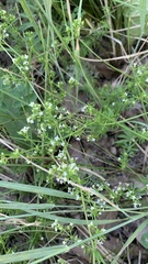 Galium humifusum