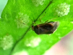 Monalocoris filicis
