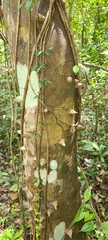 Zanthoxylum martinicense