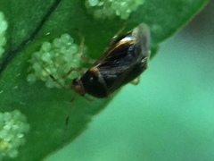 Monalocoris filicis