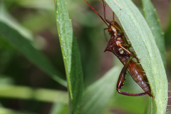 Hyalymenus longispinus