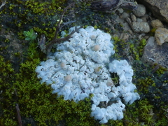 Squamarina lentigera