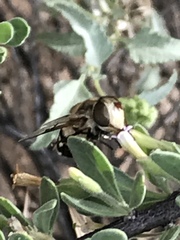 Copestylum apiciferum