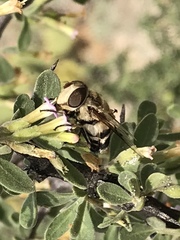 Copestylum apiciferum