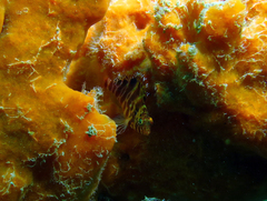 Cirrhitichthys aprinus