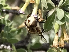 Copestylum apiciferum