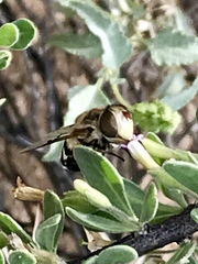 Copestylum apiciferum