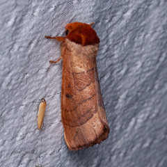 Datana major