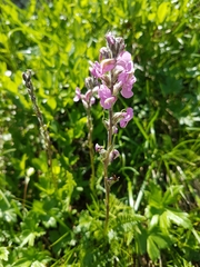 Pedicularis rostratospicata