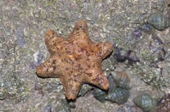 Aquilonastra