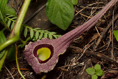 Aristolochia foetida