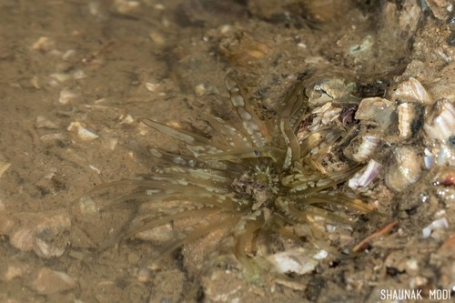 Paracondylactis hertwigi