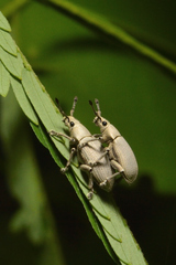 Megalostylus