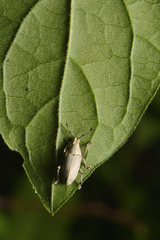 Megalostylus