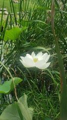 Nelumbo