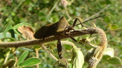 Pachylis heteropus