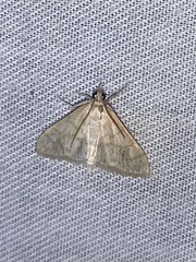 Paracorsia repandalis