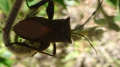 Pachylis heteropus