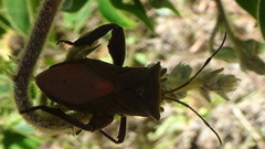 Pachylis heteropus