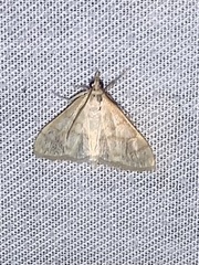 Paracorsia repandalis