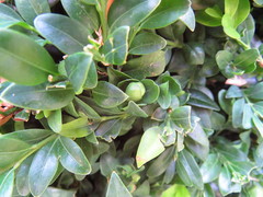 Psylla buxi