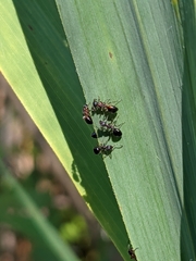 Dolichoderus plagiatus