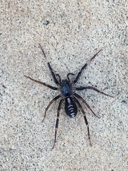Ianduba