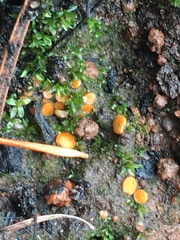 Ramsbottomia crechqueraultii