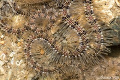 Macrophiothrix