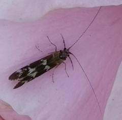 Athripsodes cinereus