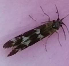 Athripsodes cinereus