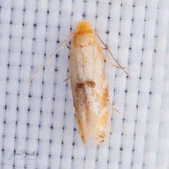 Bucculatrix coronatella