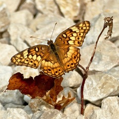 Euptoieta claudia