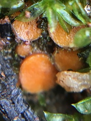 Ramsbottomia crechqueraultii