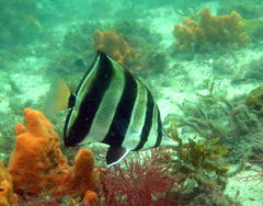 Chelmonops truncatus