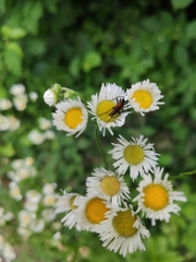 Stenurella melanura