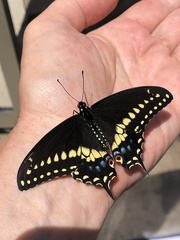 Papilio polyxenes