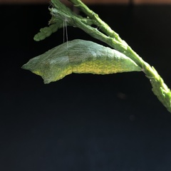 Papilio polyxenes