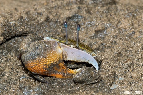 Gelasimus hesperiae