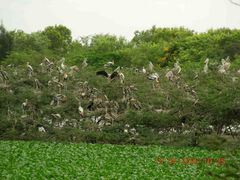 Mycteria leucocephala